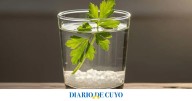 ¿Para qué sirve mezclar una ramita de perejil con agua y sal?