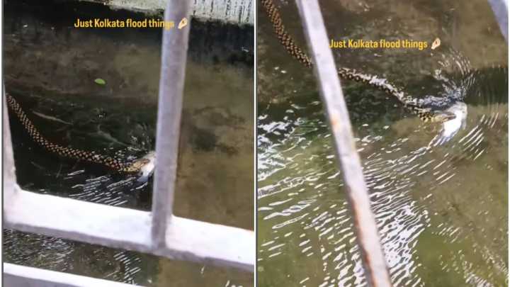 WATCH: Snake Swims With Fish in Its Mouth in Flooded Kolkata Home Viral News