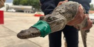 Rescatan a un cocodrilo en Cuautitlán Izcalli, con este suman cuatro ejemplares l Video