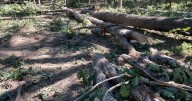 Federal judge issues temporary injunction on Bell Smith Springs logging