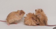Dallas lab pushes boundaries of science to bring back extinct species