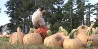 Farm cancels Fall Festival after July severe weather kills pumpkin crop