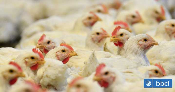 La Unión Europea levanta su embargo al pollo brasileño tras caso de gripe aviar