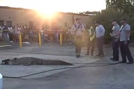Officials Wrestle Gator Away From McDonald's, And it Didn't Happen in Florida