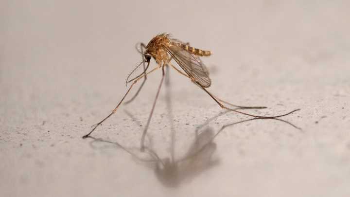 West Nile virus death reported in Illinois. How to prevent mosquito bites