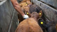 El Gobierno nacional modificó la vacunación contra la aftosa