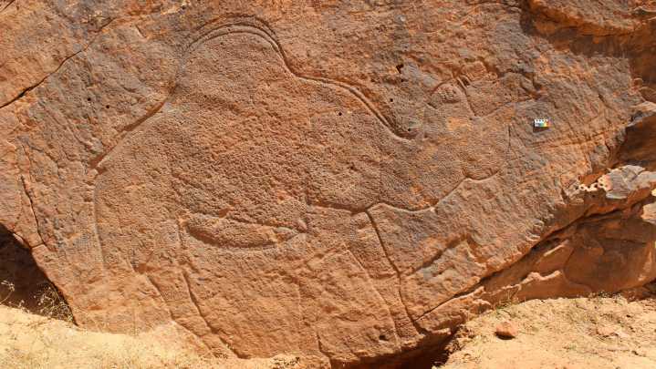 Scientists find ancient life-size animal rock carvings in the Saudi Arabian desert