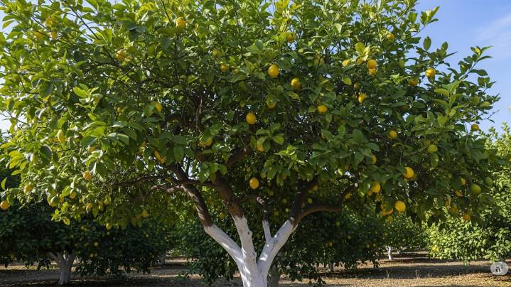 Nico Durán, experto en jardinería: “Hubiera necesitado estos 3 consejos cuando planté mi primer limonero”