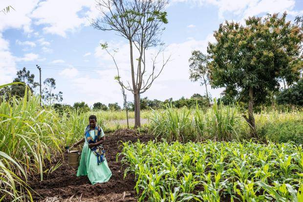 How AI is helping some small-scale farmers weather a changing climate
