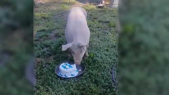 Good Vibes: Sally the pig celebrates birthday; Sherman Farm corn maize returns for the season