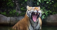Police search for man's head after decapitated corpse found in tiger mauling