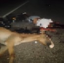 Muere motorizado tras impactar con un caballo