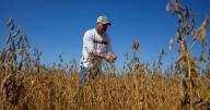 Trump's trade battle with China puts US soybean farmers in peril