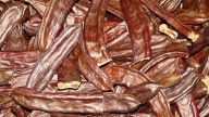 Los algarrobos de las Baleares, en jaque por los precios y una plaga