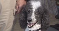 Poodle who helped first responders during Los Angeles wildfires nominated for national award