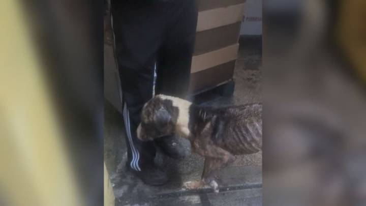 New York Dog's Plea For Love Moves Everyone, Then A Stunning Surprise Changed Everything
