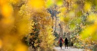 Why do leaves change color each fall? Here's the science behind the process and where to see fall foliage in New Mexico