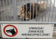 Leones atacan y matan a un trabajador de un zoológico frente a turistas en Tailandia