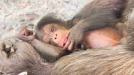 LA Zoo welcomes baby chimpanzees | FOX 11 Los Angeles