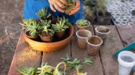 Multiplicá tus plantas sin esfuerzo: el truco que los jardineros guardan en secreto