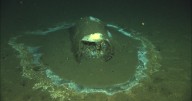 Waste dumped off SoCal coast has drastically altered life on the sea floor, study finds
