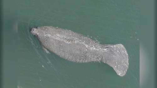 Florida manatee spotted along Jersey Shore, near the Shark River Inlet in Monmouth County