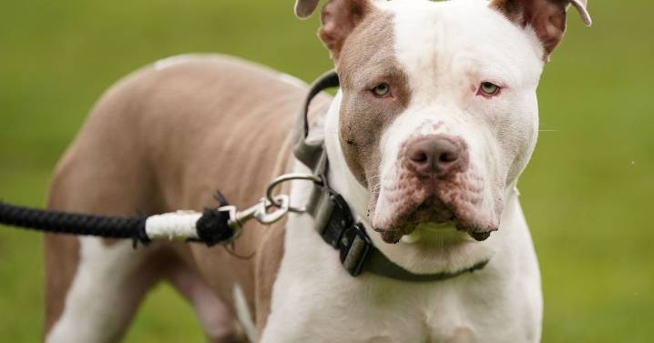 Dog killed in Plymouth XL Bully attack