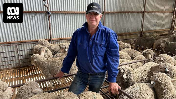Victorian farmers search for answers as losses mount from dingo attacks
