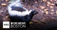 Fitchburg school closes Friday after a skunk gets inside a classroom