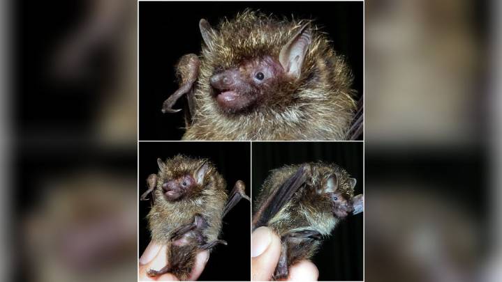 Golden-Haired Tube-Nosed bat recorded in India for the first time