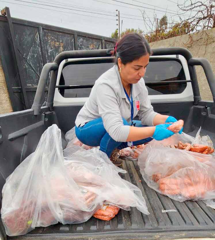 Decomisan 1.200 kilos de carne en Los Vilos durante controles por Fiestas Patrias