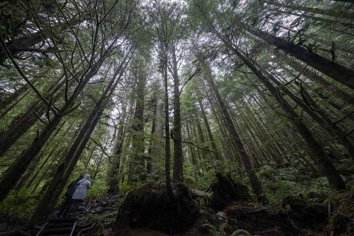 Logging firm wins injunction to halt Walbran Valley blockade on Vancouver Island