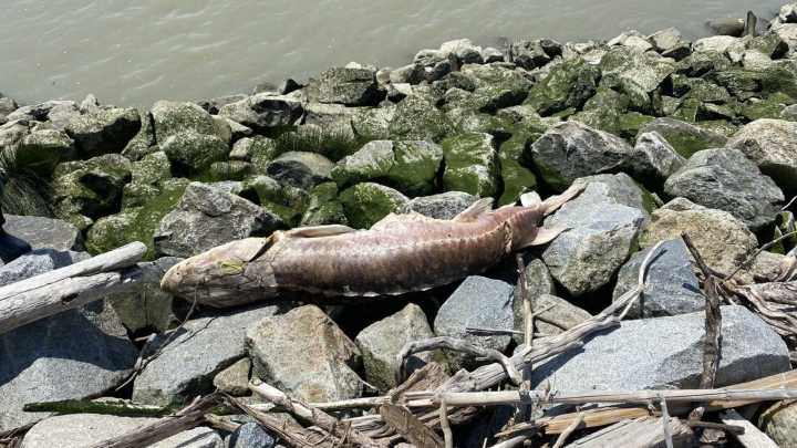 B.C. First Nation investigates sturgeon deaths, with plan to track drifting carcasses