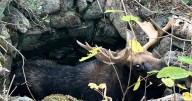 WATCH: Maine wildlife biologists, game wardens rescue bull moose trapped in well