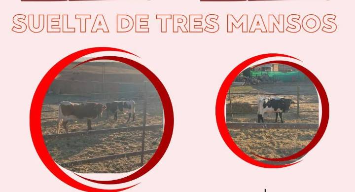 Exigen cancelar un encierro infantil en un pueblo de Badajoz
