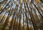 Stephanie Wein and Christopher Borgatti: Save our old growth forests