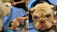 Cincinnati animal shelter looking for info after bulldog found shot, tied to shelter gate