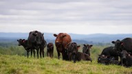 This N.B. farmer's got beef that she can't ship to customers who want it