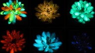 Researchers Create Real-Life 'Avatar' Plants (And The Science Behind It Will Blow Your Mind)