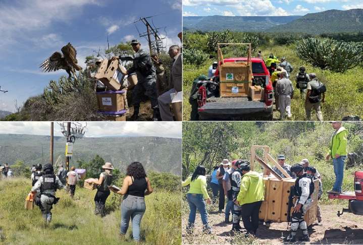 Guardia Nacional libera fauna silvestre en Hidalgo