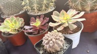 Festival Botánico llega a Zamora con plantas y talleres