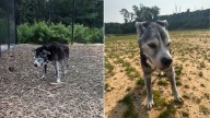 Georgia Senior Dog Facing Euthanasia Finds Hope Thanks To A Remarkable Turn Of Events