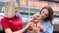 Paws in the air: Virgin Australia makes history with pet