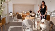 Sammy Pet, el café que aman los perritos de A Coruña