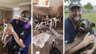 Este grupo de rescate salva a miles de animales en condiciones terribles