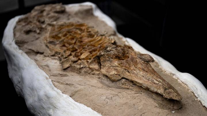 Exhiben misterioso fósil parecido al de un delfín de hace 12 millones de años que fue hallado en un país sudamericano