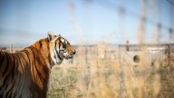 Operator affiliated with Joe Exotic died in 'accident' with tiger