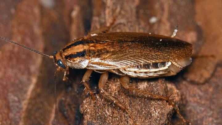 Water Bug vs. Roach Identification: Which Are You Dealing With?