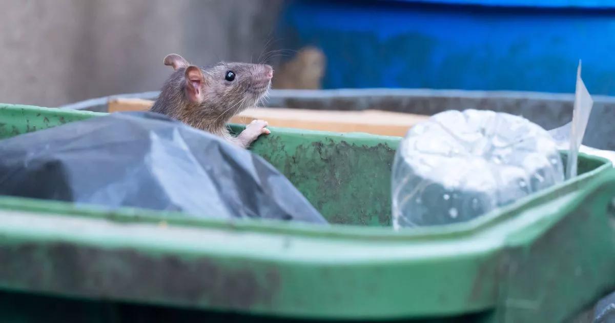 Anyone who keeps bin outside property urged to make one change or risk rat invasion