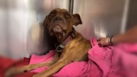 Missouri Rescuers Shocked To Discover Paralyzed 'Skeleton' Dog Lying In Trash